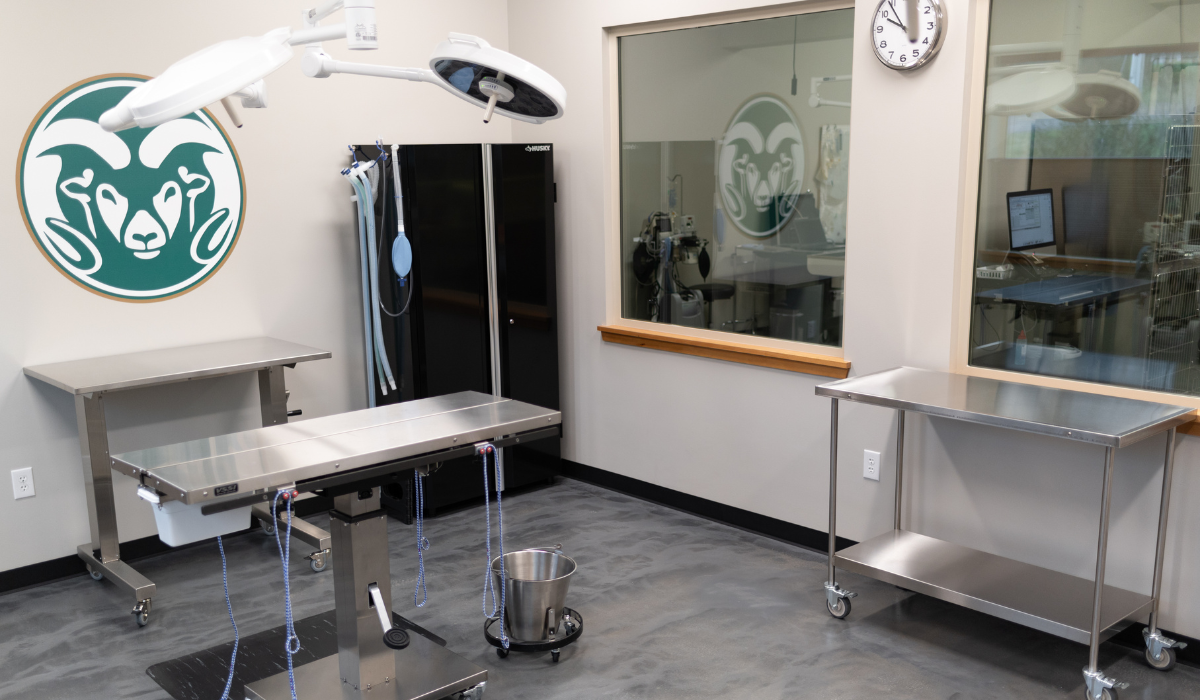 Tongass Veterinary Services surgery room