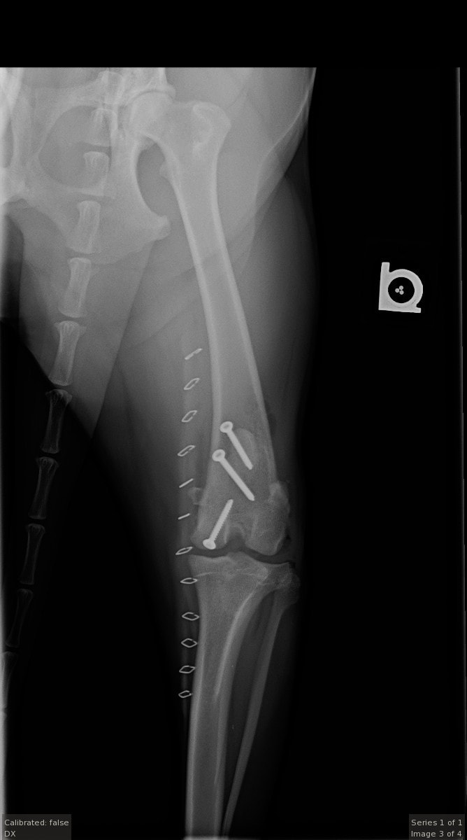 pet knee x-ray 